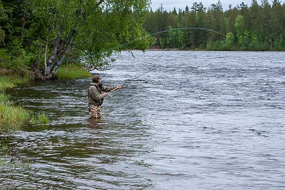 Lohen perhokalastusta Ruotsin lohijoilla 2022