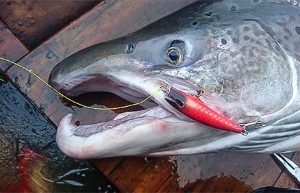 Tiura -vaappu ja 19,1 kg lohi Tenosta Tero Ronkaisen soutamana