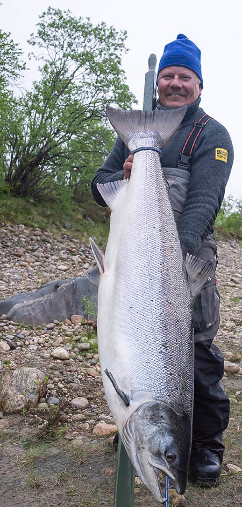 Suurlohi, iso lohi, ennätyslohi, Teno, Tenojoki, lohensoutu, Tero Ronkainen, Luossa.fi