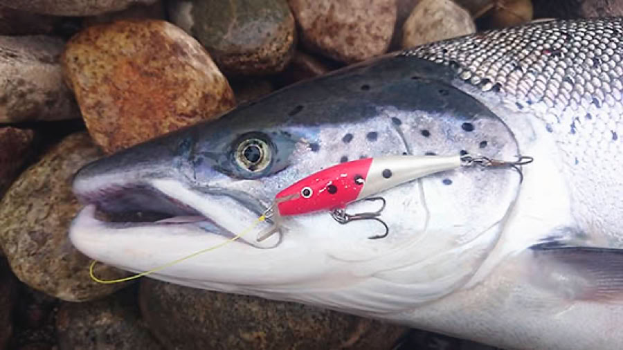 Punapää on erinomainen väri Tenon lohelle